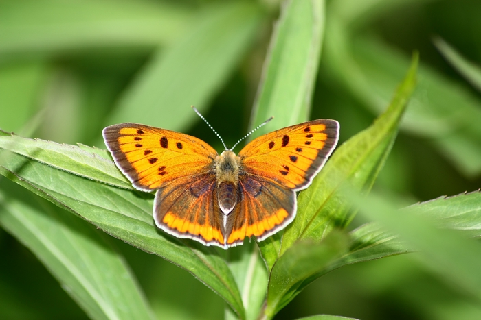 Lycaena dispar e altri licenidi.